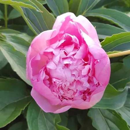 Couette-café Au Bonheur D'alphonse