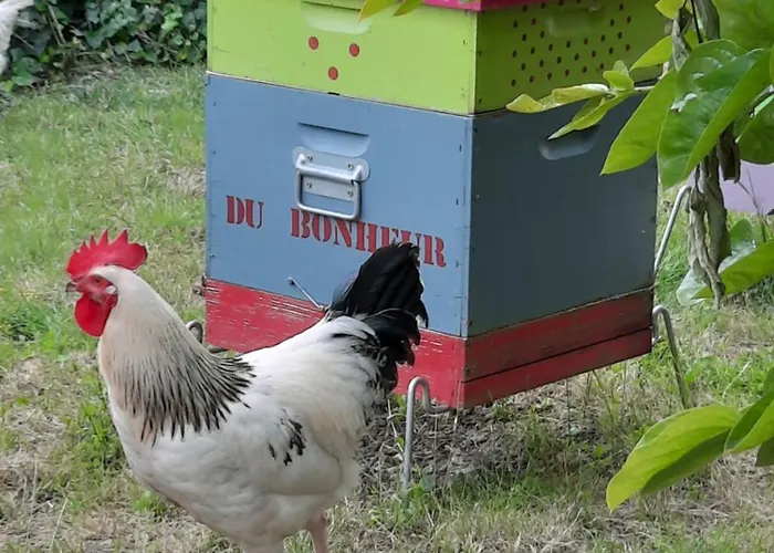 Au Bonheur D'alphonse