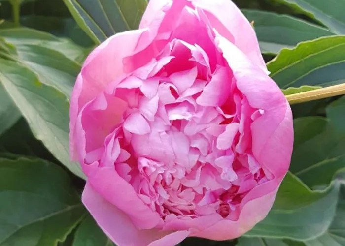 Bed & Breakfast Au Bonheur D'alphonse